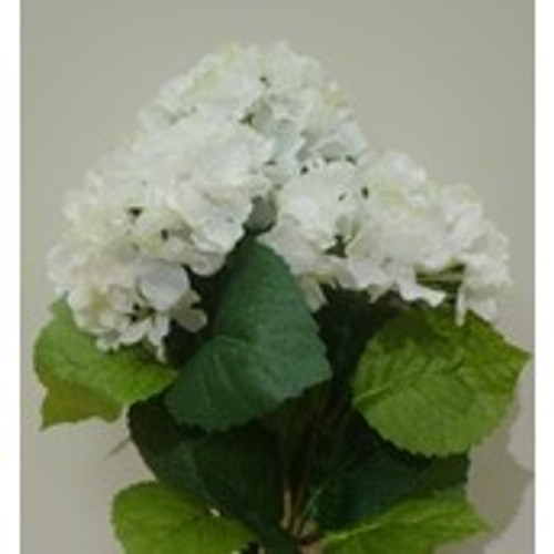 Hydrangea Bush Cream