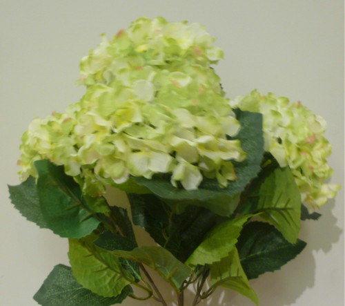 Hydrangea Bush Green