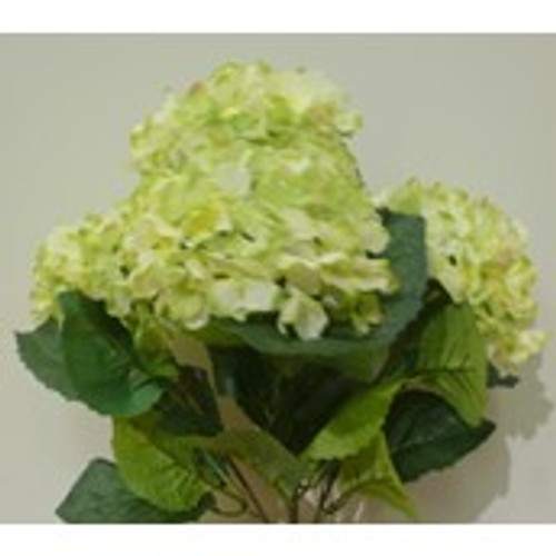 Hydrangea Bush Green