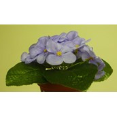 20cm Violet Bush Lavender