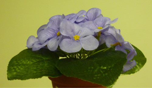 20cm Violet Bush Lavender