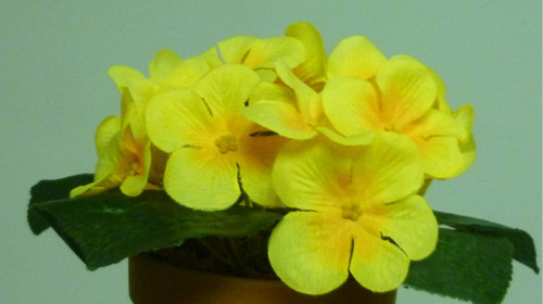 20cm Violet Bush Yellow