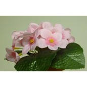 20cm Violet Bush Pink
