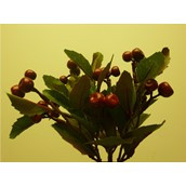 21cm Berry Bush x7 Red