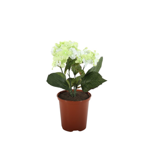 Hydrangea Bush Cream/Green