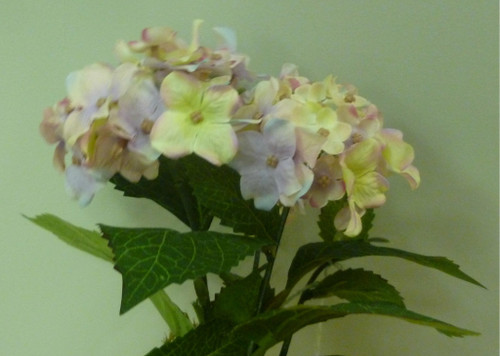 Hydrangea Bush Mauve