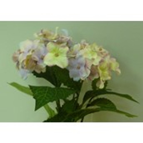 Hydrangea Bush Mauve