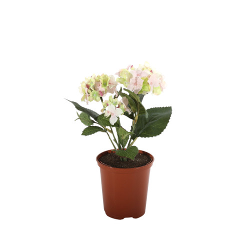 Hydrangea Bush Mauve