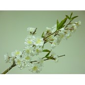 58cm Cherry Blossom Cream