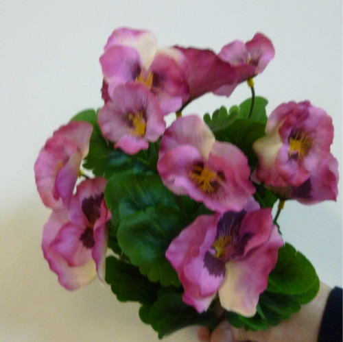 Pansy Bush x7 Hot Pink