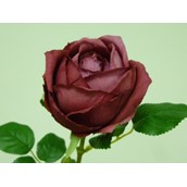 63cm Rose Burgundy