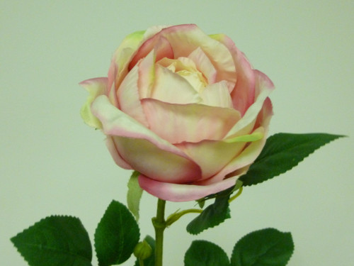 63cm Rose Pink