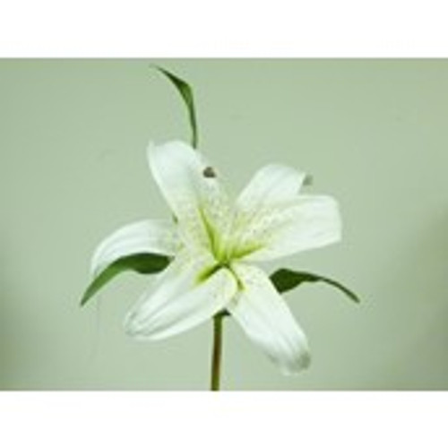 15" Casablanca Lily Cream