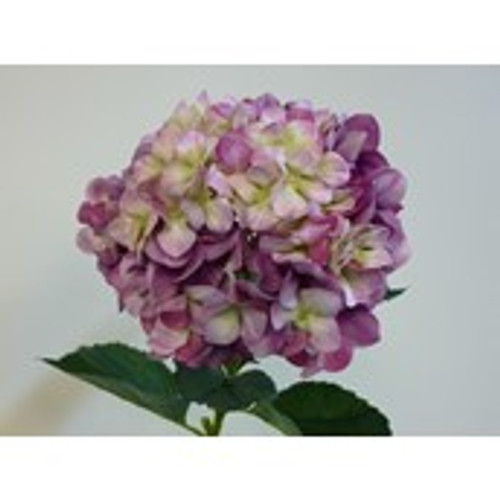 106cm Domed Hydrangea Mauve
