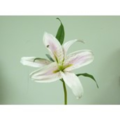 15" Casablanca Lily Pink