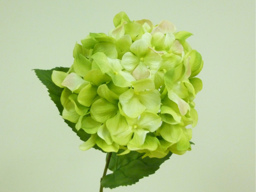 27" Hydrangea With 2 Lvs Lime