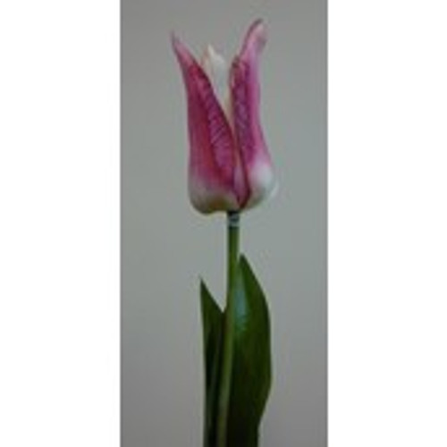 68cm Tulip Purple