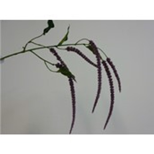 111cm Amaranthus Spray x5 Purple