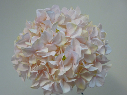 Hydrangea Head Light Pink