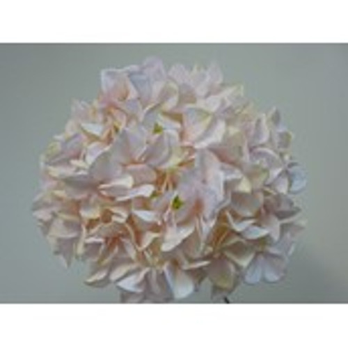 Hydrangea Head Light Pink