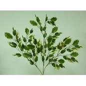 Hawaiian Ficus Spray x3 Variegated