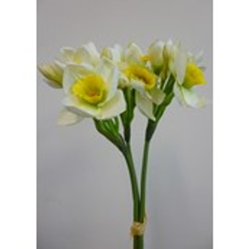 42cm Narcissus Bundle Cream