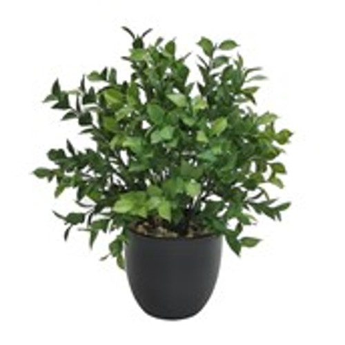 Potted Greenery Ruscus 30.5x30.5x33cm