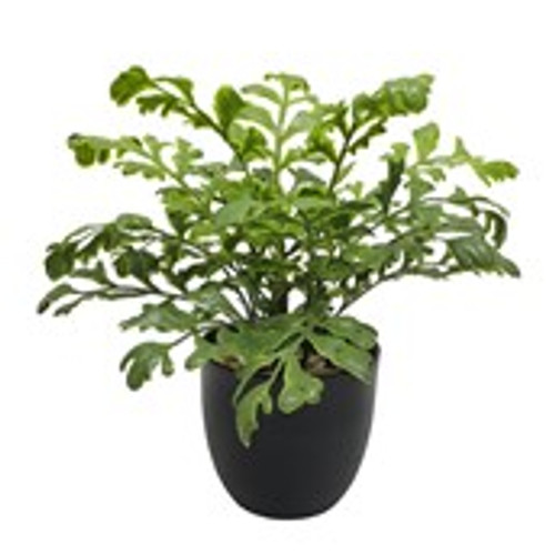 Potted Greenery Mother Spleenwort 35.5x35.5x33cm