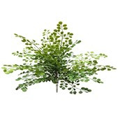 Aralia Fern Large 35.5x35.5x48cm