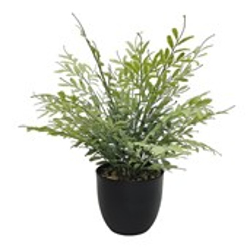 Potted Greenery Java Poducarpus 35.5x35.5x33cm