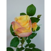 67cm Rose Spray Peach