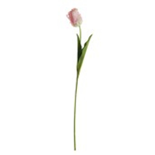 Essential Parrot Tulip - Light Pink