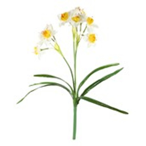 Essential Daffodil Plant - White Essential Daffodil Plant - White