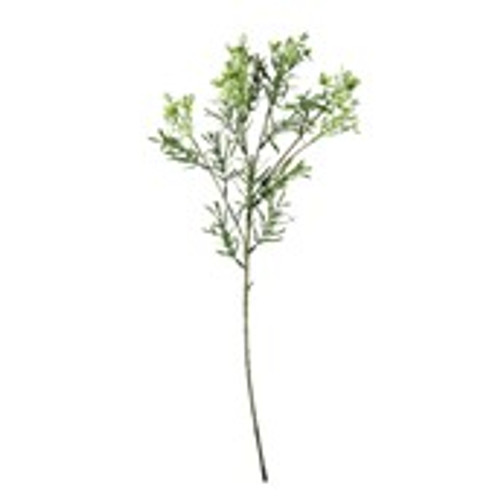 Essential Broom Bloom - Green Essential Broom Bloom - Green