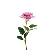 Essential Rose -  Lavender 