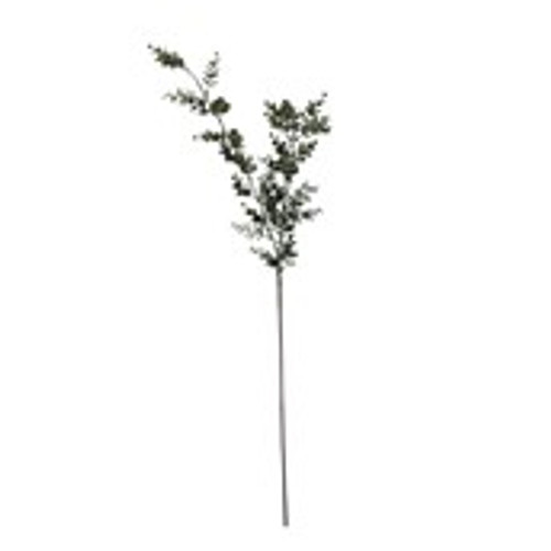 Essential Eucalyptus