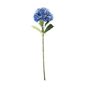 Essential Giant Hydrangea KD - Dark Blue