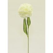 Carnation Cream
