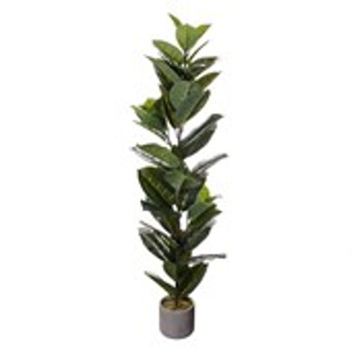 Potted Ficus Robusta125cm Grey Pot