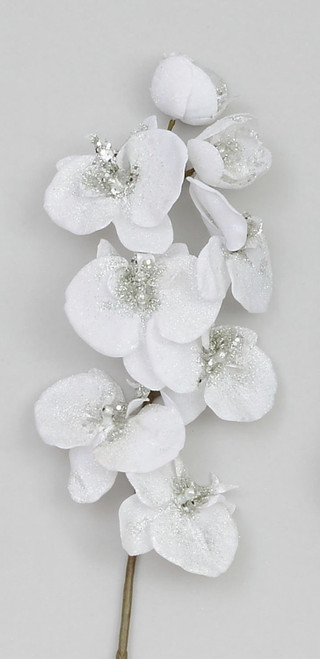 75cm Glitter Phalaenopsis White