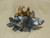 Tiger Lily C/R Blue/Gold