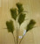 99cm Reed Spray x3 Green