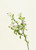 Campanula Spray Lilac