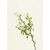 Campanula Spray Lilac