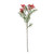 Essential Broom Bloom - Pink