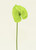 Sm Anthurium Green