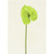 Sm Anthurium Green