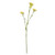 Belemcanda Chinensis Spray - Yellow - 60cm