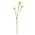 Belemcanda Chinensis Spray - Yellow - 60cm