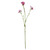Belemcanda Chinensis Spray - Purple - 60cm